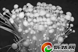 ManBetX体育