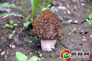 ManBetX体育