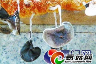 ManBetX体育