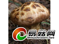 ManBetX体育