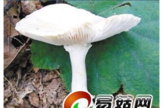ManBetX体育