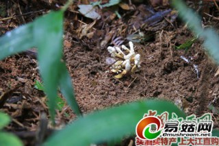 ManBetX体育