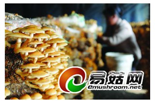 ManBetX体育