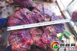 ManBetX体育