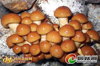 ManBetX体育