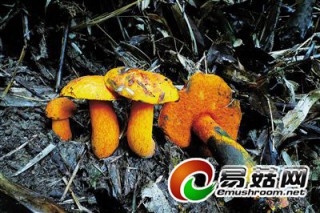 ManBetX体育