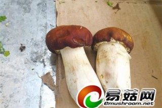 ManBetX体育
