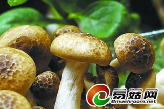 ManBetX体育