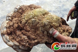 ManBetX体育