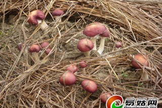 ManBetX体育