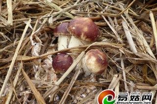 ManBetX体育