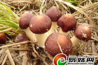 ManBetX体育