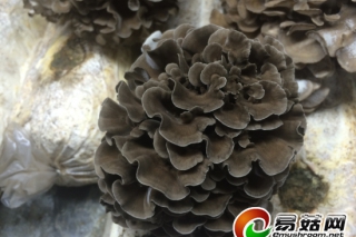 ManBetX体育