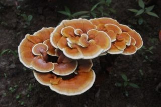 ManBetX体育