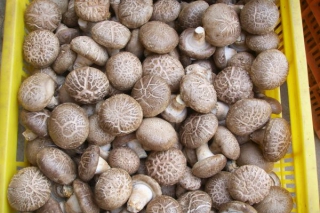 ManBetX体育