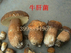 ManBetX体育