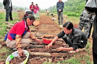 小草坝天麻将走上更大舞台 第五届全国天麻大会将在彝良举办 ManBetX体育
