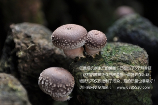 ManBetX体育