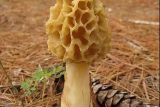 ManBetX体育