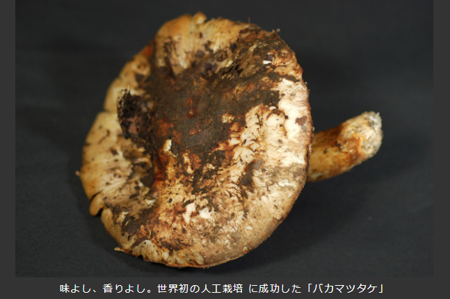 ManBetX体育