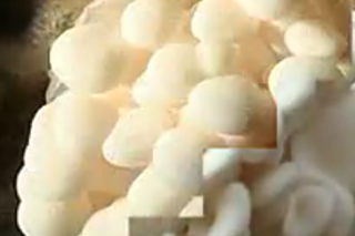 ManBetX体育