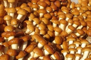 ManBetX体育