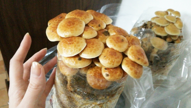 ManBetX体育