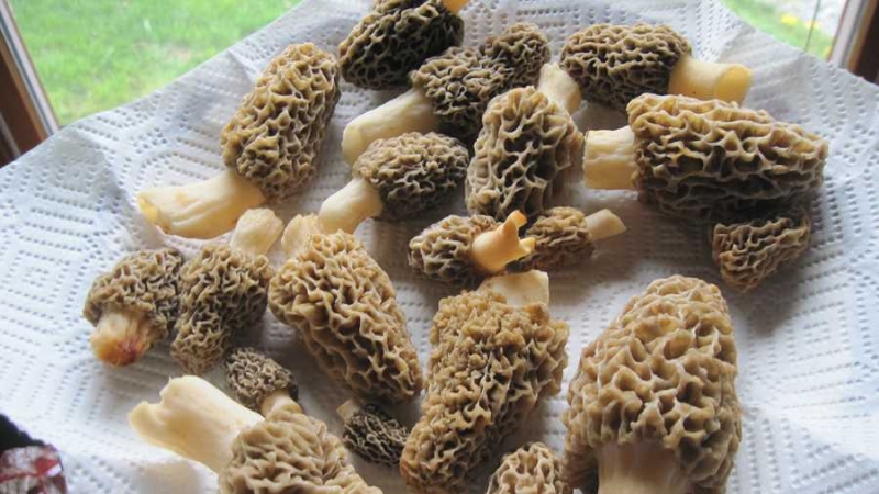ManBetX体育