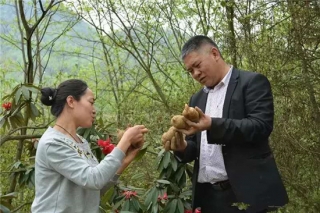 张光文和他的天麻事业 ManBetX体育