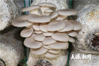 ManBetX体育