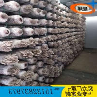 江西省绿色蘑菇网片 现代化大棚出菇网格架 食用菌规模化养殖架