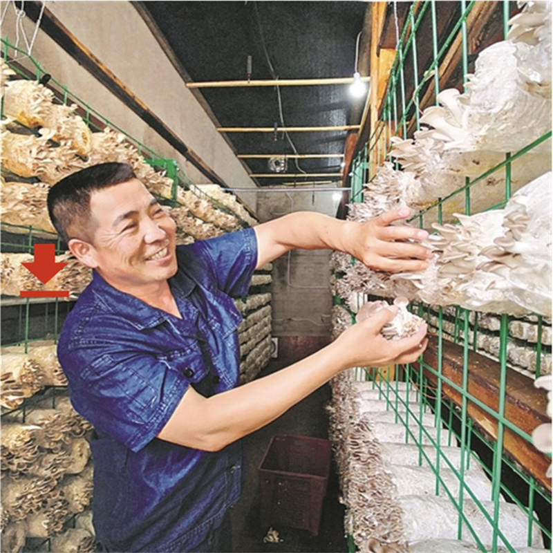 食用菌架 爱采购