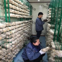 大棚养殖蘑菇架 金针菇层架平铺网格片 灵芝出菇价格