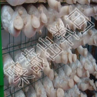 蘑菇网片 平菇出菇网格 杏鲍菇网架 猴头菇出菇网格架