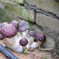 菌种供应：大球盖菇优质菌种