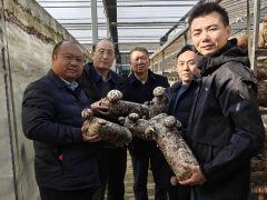 ManBetX体育理事长郭良栋一行前往随州调研香菇产业发展情况