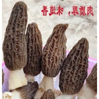 重庆2022年羊肚干货云南特产特级野生新鲜菌菇菌类菇汤料包非