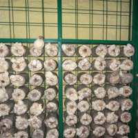 食用菌出菇架a铁岭食用菌出菇架a食用菌出菇架现货厂家