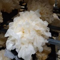 绿色种植鲜银耳 干银耳 雪菲宠耳品牌有机耳