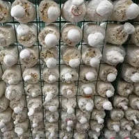 食用菌网架 养殖蘑菇网片 出菇房菌类养殖网格 培菌架