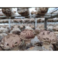 出菇菌棒 香菇菌棒批发 大量供应香菇菌棒 出菇率高