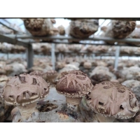 ManBetX体育