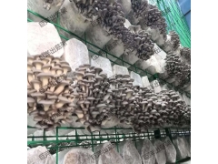 ManBetX体育