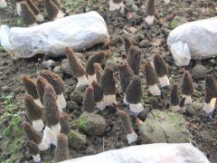 ManBetX体育