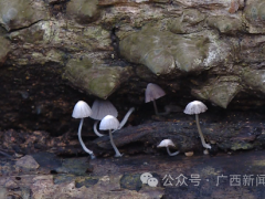 ManBetX体育