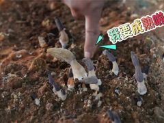 ManBetX体育