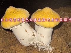 ManBetX体育