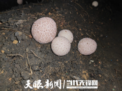 ManBetX体育