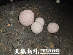 ManBetX体育