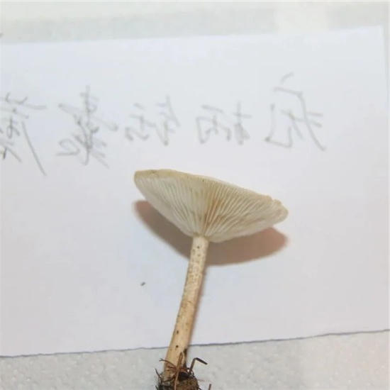 ManBetX体育